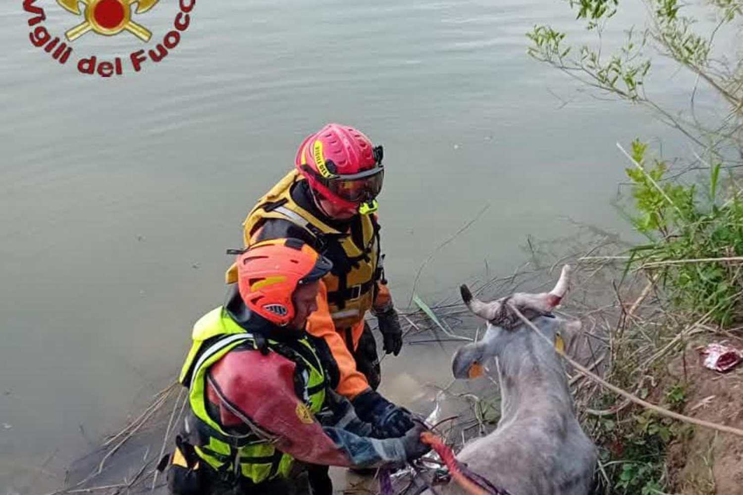 Mucca finisce nel Tevere a Pasquetta: salvata e riportata a riva dai Vigili del Fuoco 1 Mucca Tevere.jpg