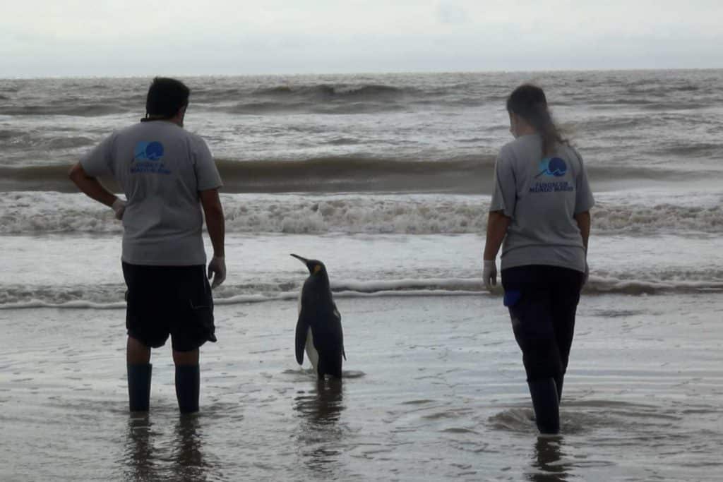 Pinguino oceano.jpg