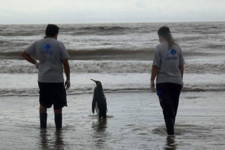 Pinguino oceano.jpg