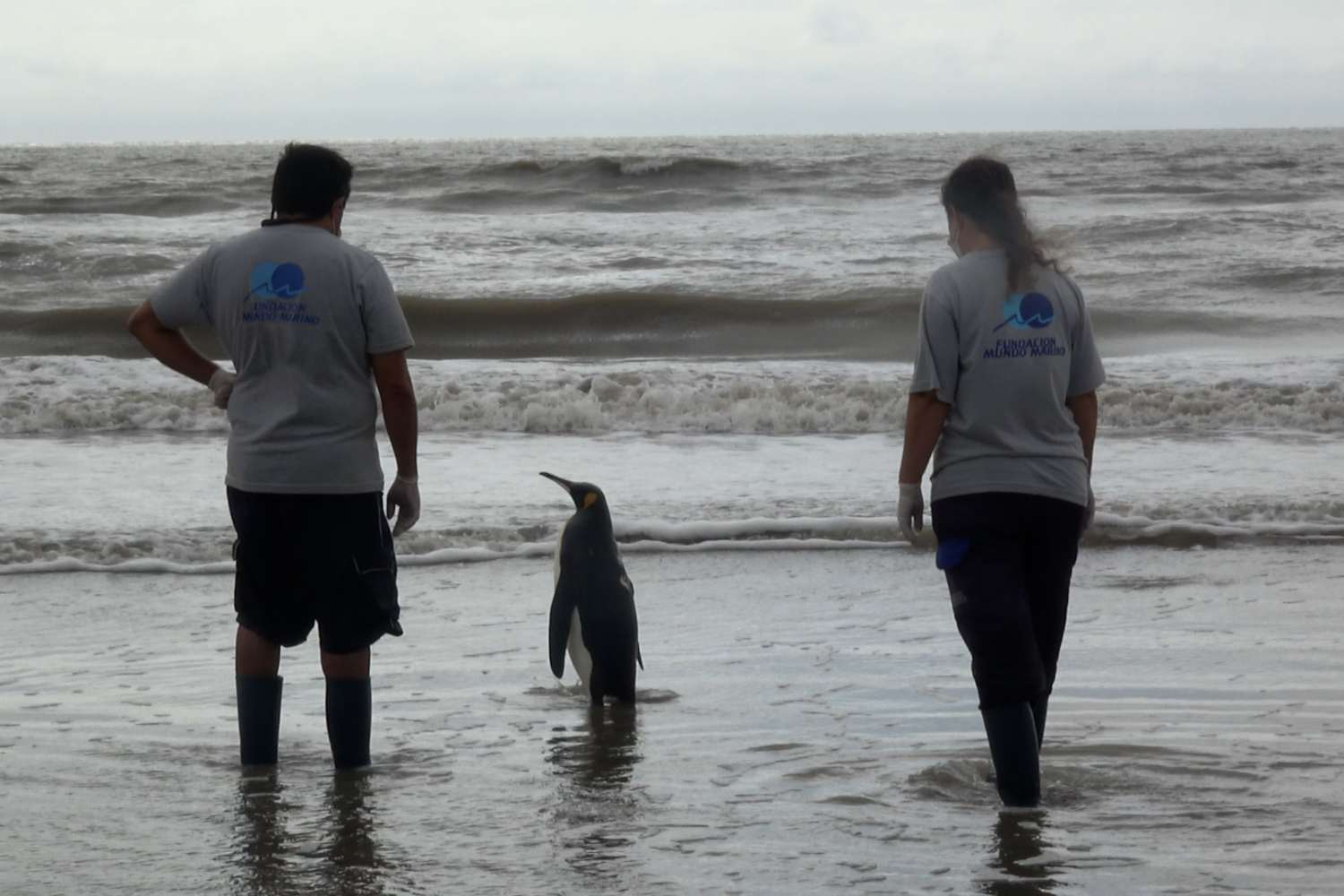 Il video di questo pinguino reale che torna a nuotare libero nell’Oceano ti commuoverà 1 Pinguino oceano.jpg
