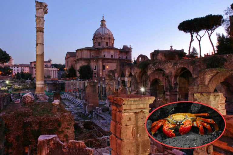 Roma granchi giganti.jpg