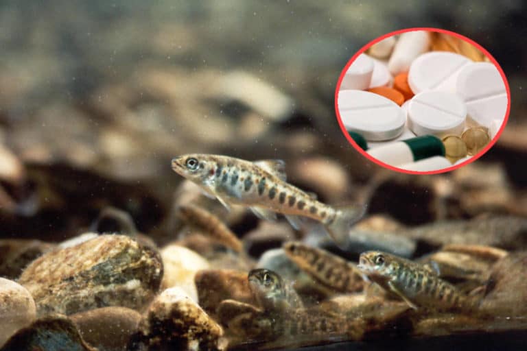 Salmoni farmaci.jpg