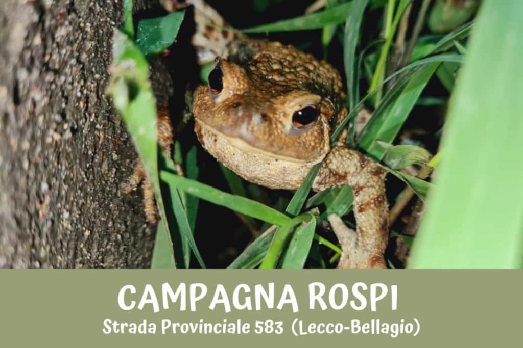 Salvare rospi.jpg