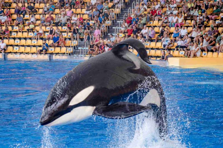 SeaWorld Orlando orche.jpg