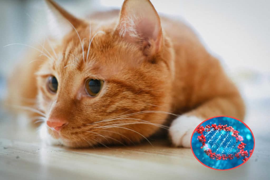 Segreto gatti arancioni.jpg