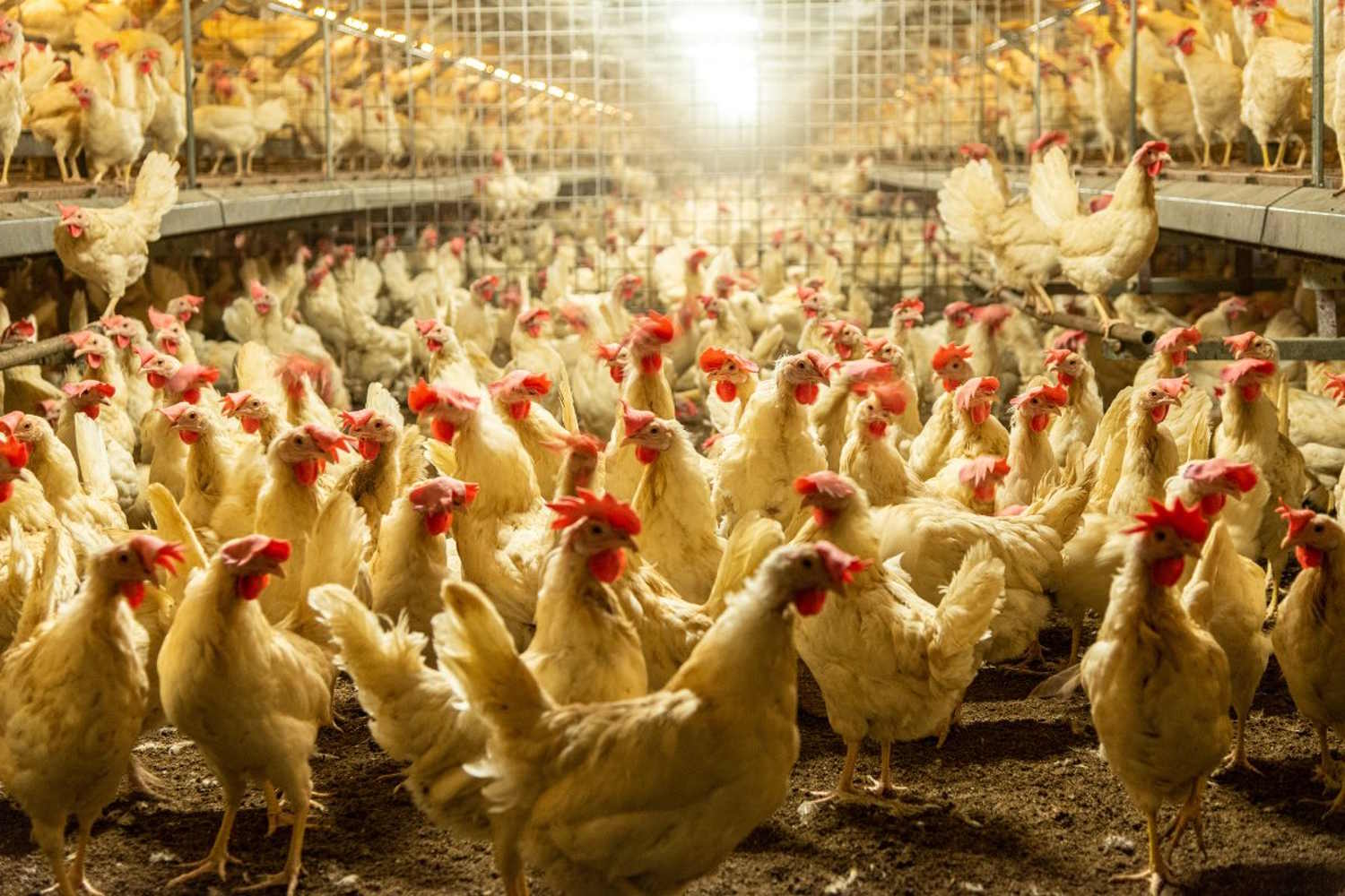 Ti sei mai chiesto che pollo mangi? Da Carrefour a Fileni, il nuovo report che ti fa aprire gli occhi 1 allevamento di polli 1500.jpg