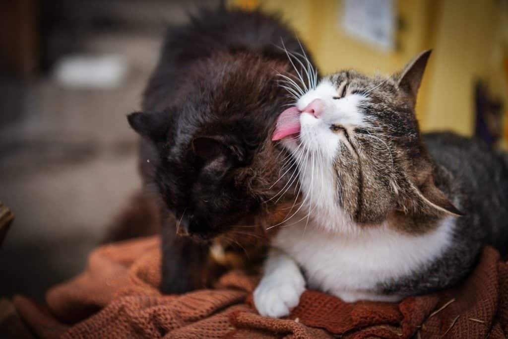 babesiosi gatto.jpg