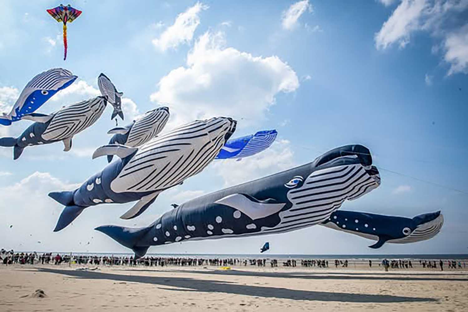 Spettacolo mozzafiato: “Balene volanti’ hanno riempito il cielo di Berck-sur-Mer durante il Festival degli aquiloni 1 balene.jpg
