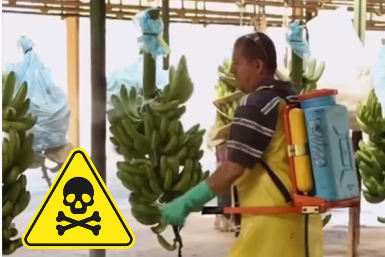 Banane tossiche, ti spiego cos’è l’effetto boomerang e come 140 pesticidi vietati in UE arrivano sulle nostre tavole 1 banane pesticidi.jpg