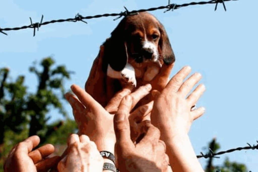 beagle green hill.jpg