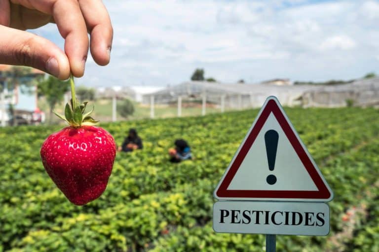 campi fragole pesticidi.jpg