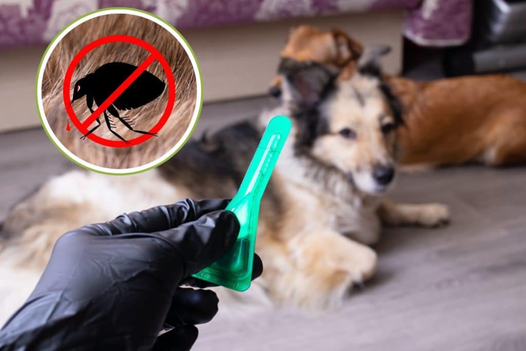 cani antiparassitari.jpg
