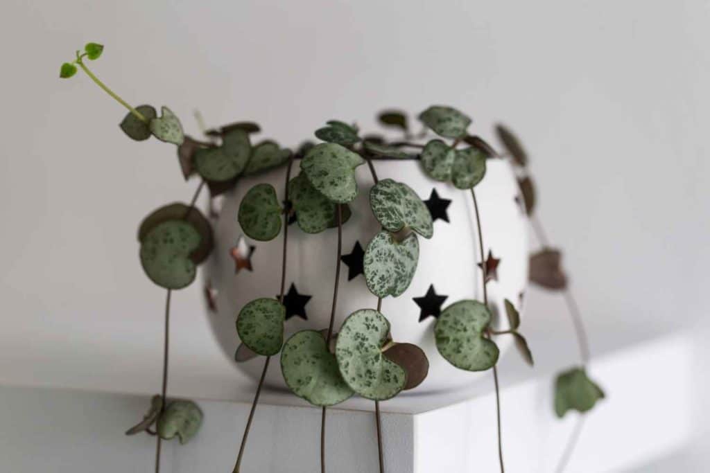 ceropegia woodi 1.jpg