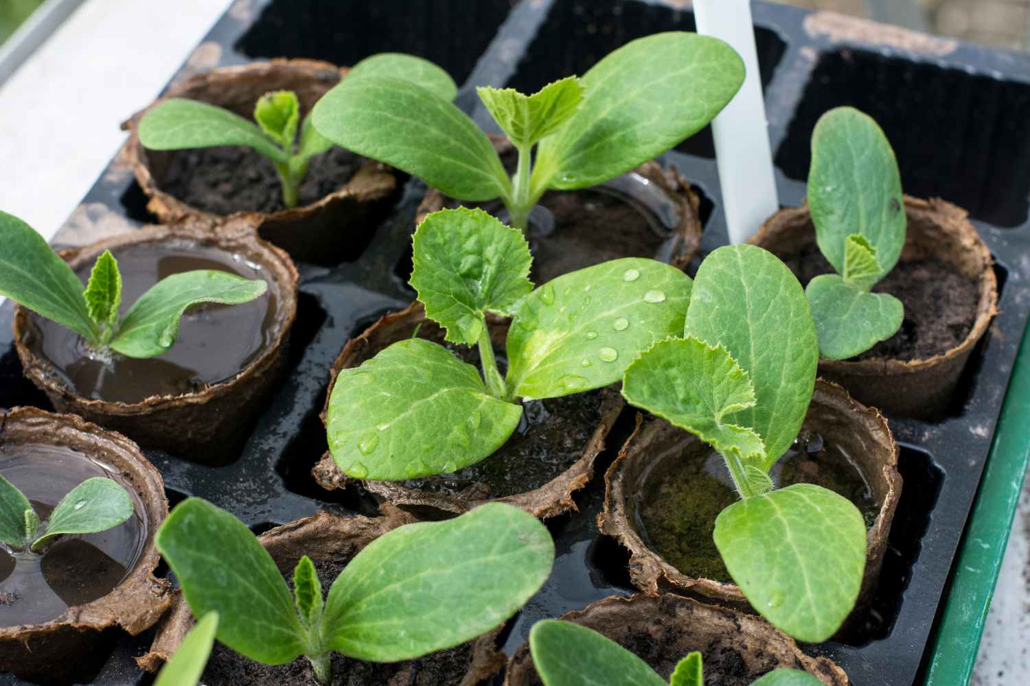 Come coltivare le zucchine in vaso a partire dal seme per avere verdure gratis tutta l’estate 1 coltivare le zucchine in vaso.jpg