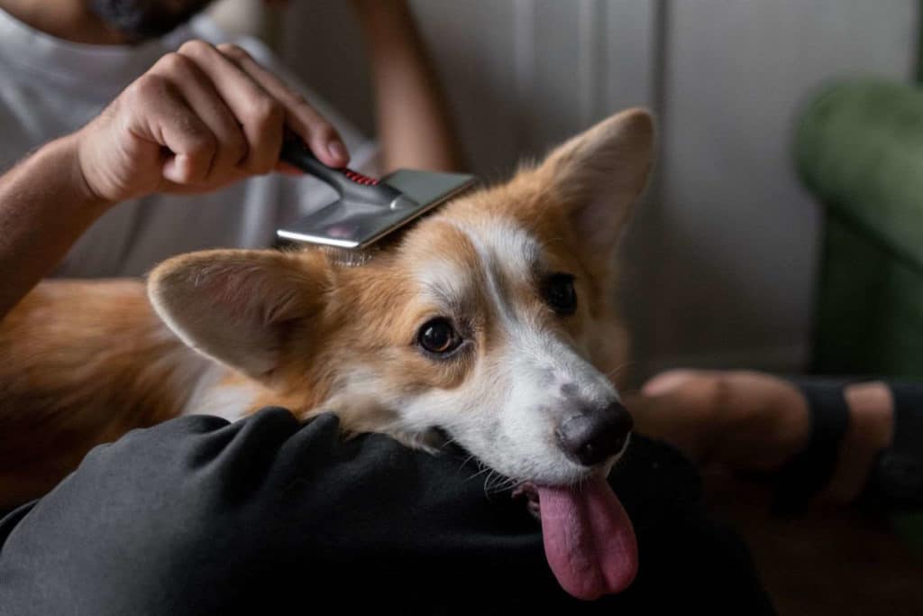 cura pelo cane.jpg
