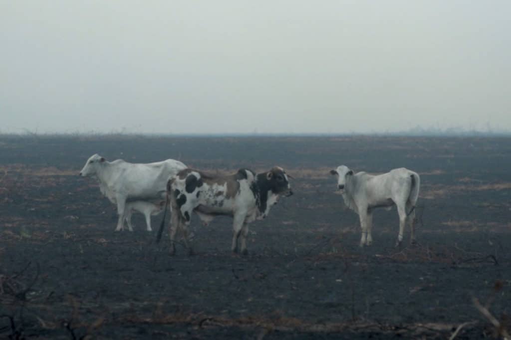 deforestazione allevamenti brasile.jpg