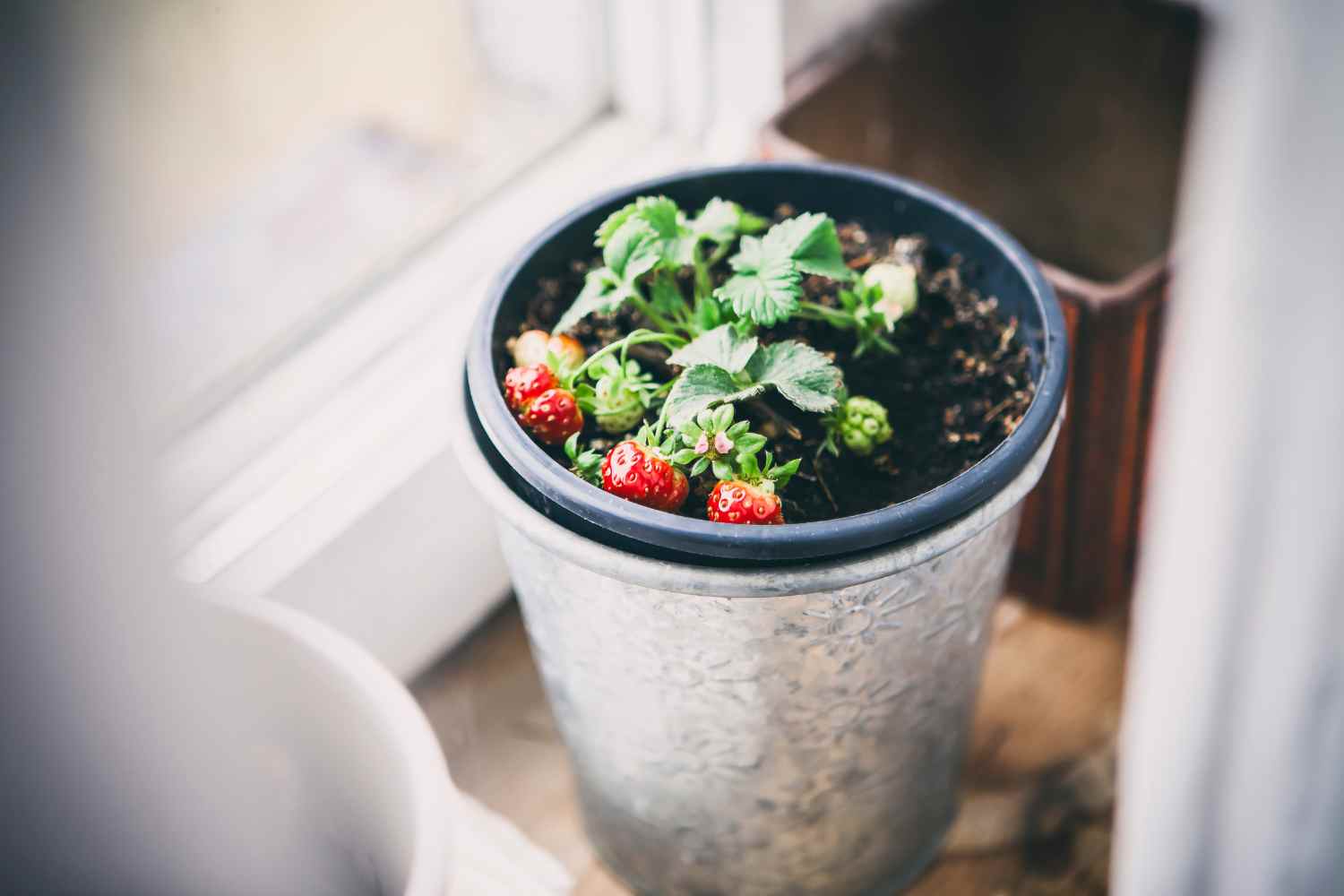 Come coltivare le fragole a partire dal frutto 1 fragole in vaso.jpg
