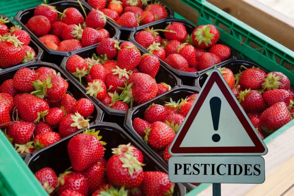 fragole pesticid.jpg