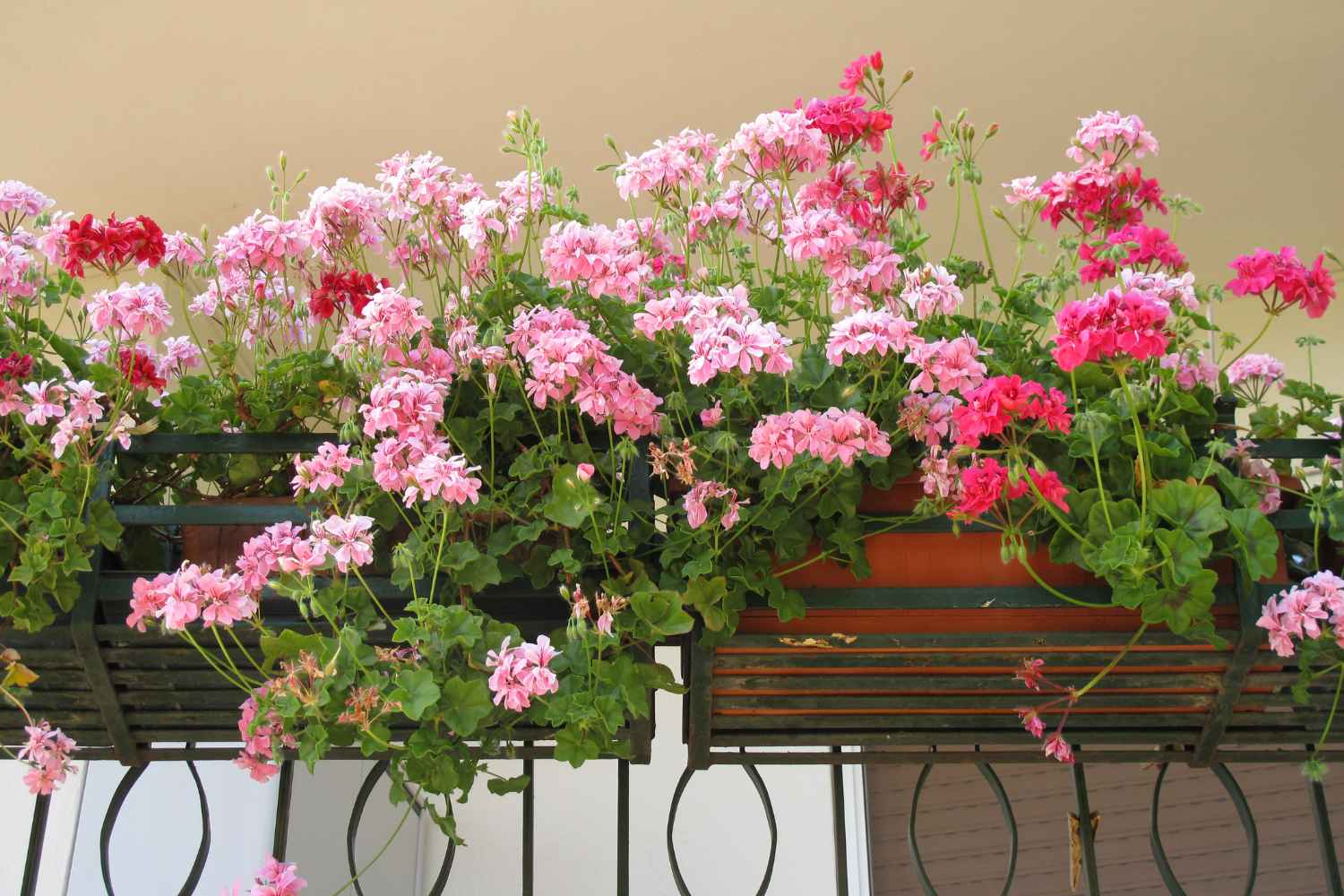 Gerani: come coltivarli in vaso o in giardino 1 gerani.jpg
