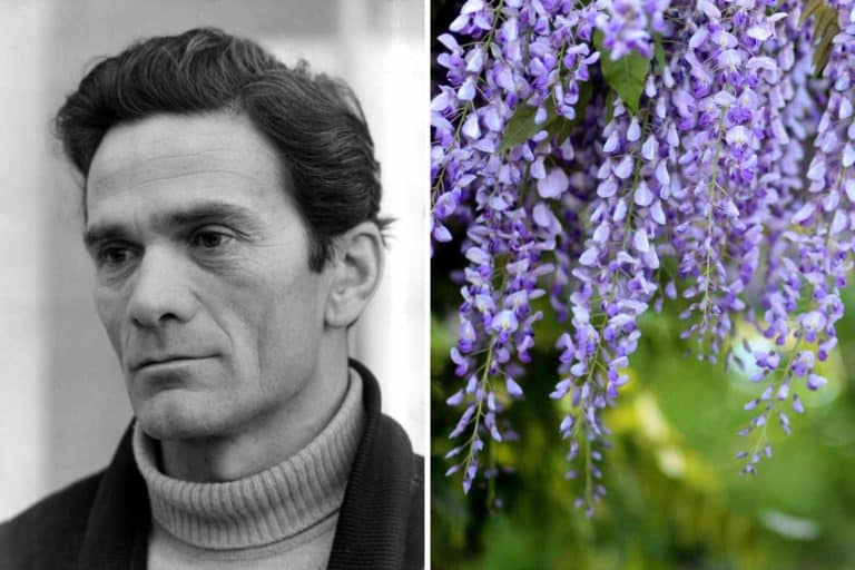 glicine pasolini.jpg