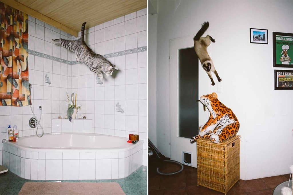 jumping cats ok.jpg