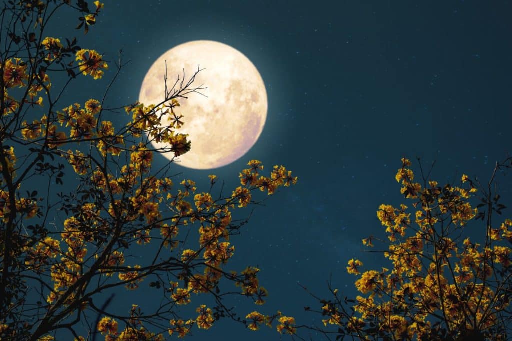 microluna dei fiori 12mag2025.jpg