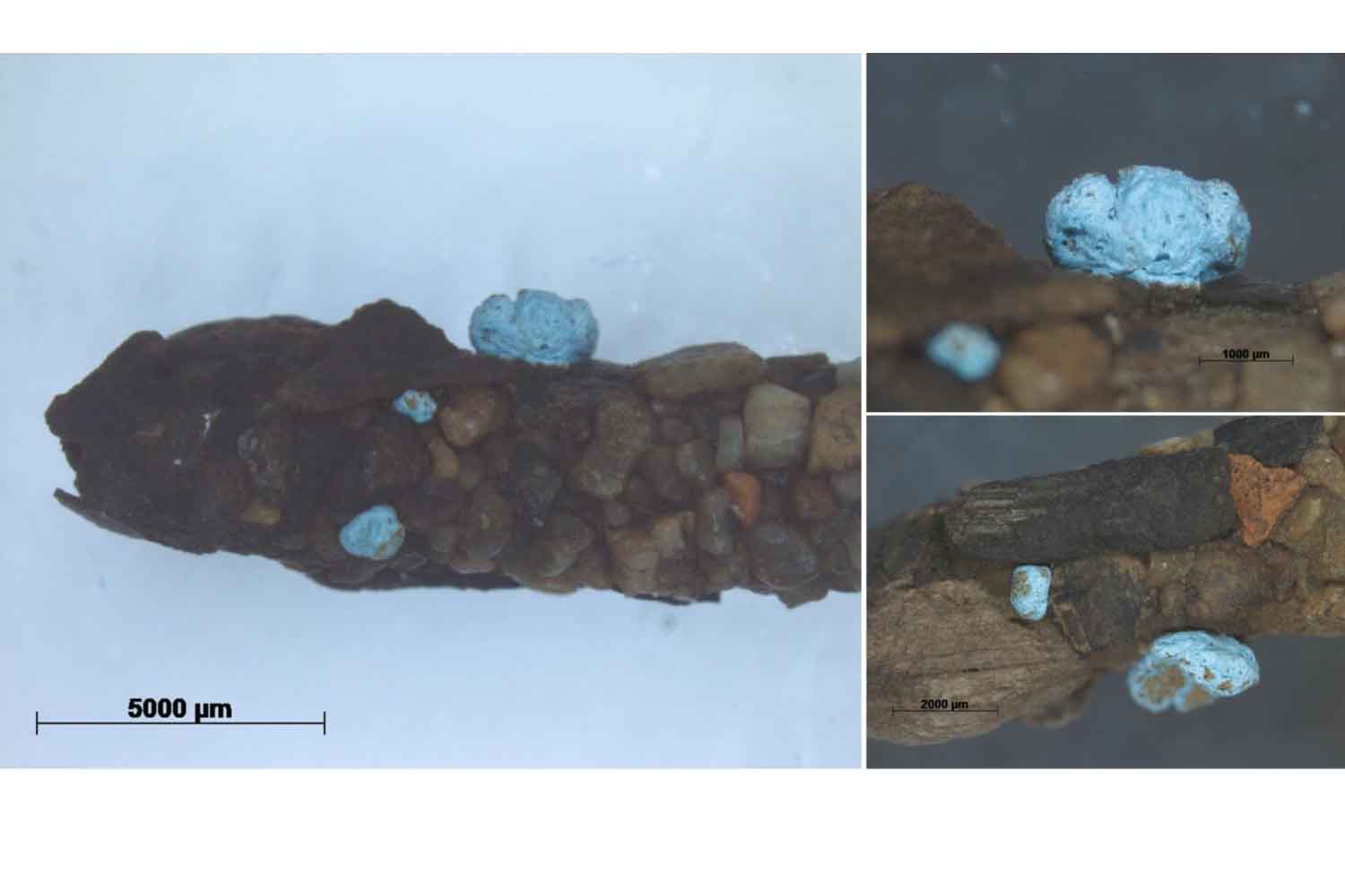 Questa larva incorporava microplastiche già nel 1971 e noi ce ne siamo appena accorti 1 microplastiche 1971.jpg