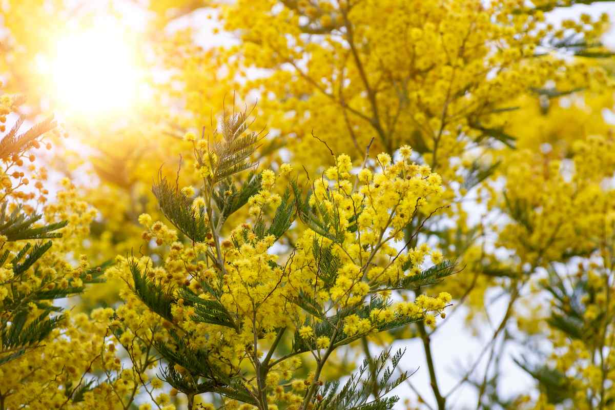 Molti sbagliano: queste sono le piante che vanno potate ad aprile (e quelle da evitare) 1 mimosa
