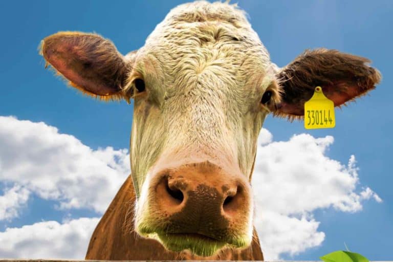 non saro mai vegano.jpg