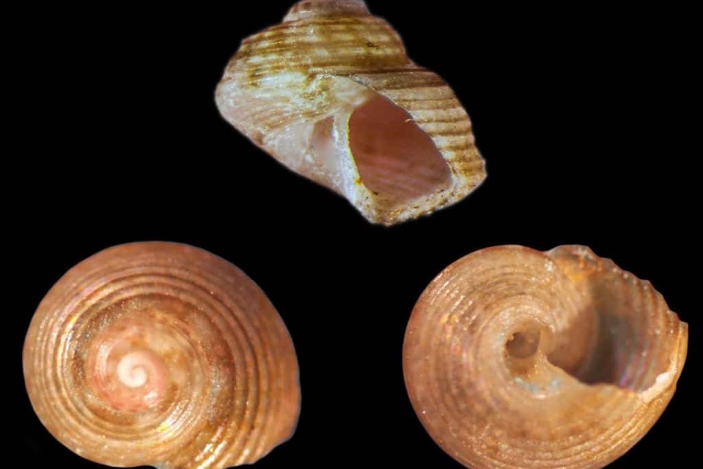 nuova specie mollusco c.jpg