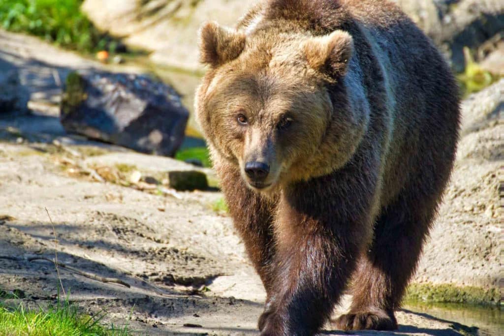 orso.jpg
