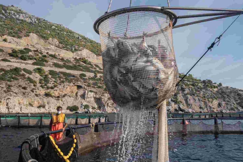 pesca allevamento.jpg