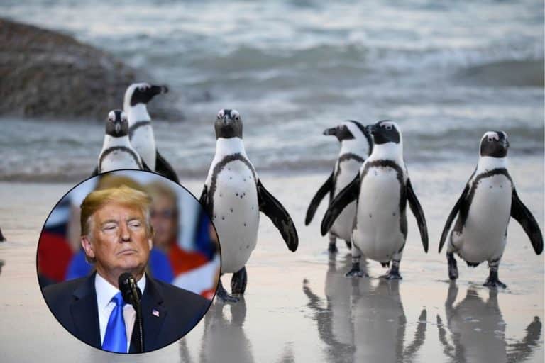 pinguini trump.jpg