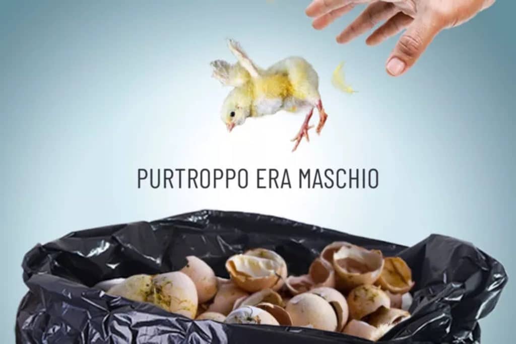 pulcini maschi.jpg