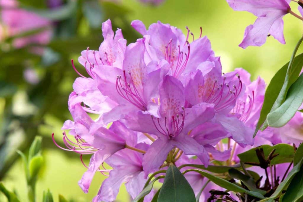 rododendro 3.jpg