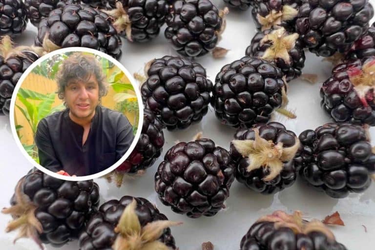signore della frutta.jpg