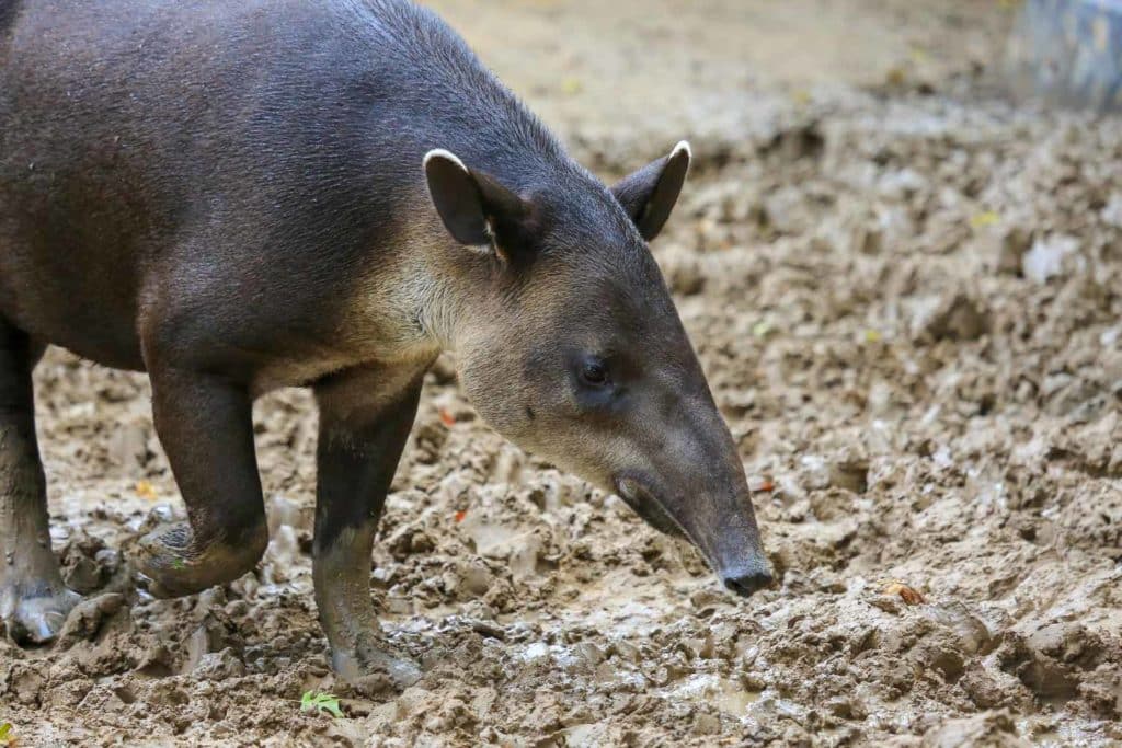 tapiro.jpg