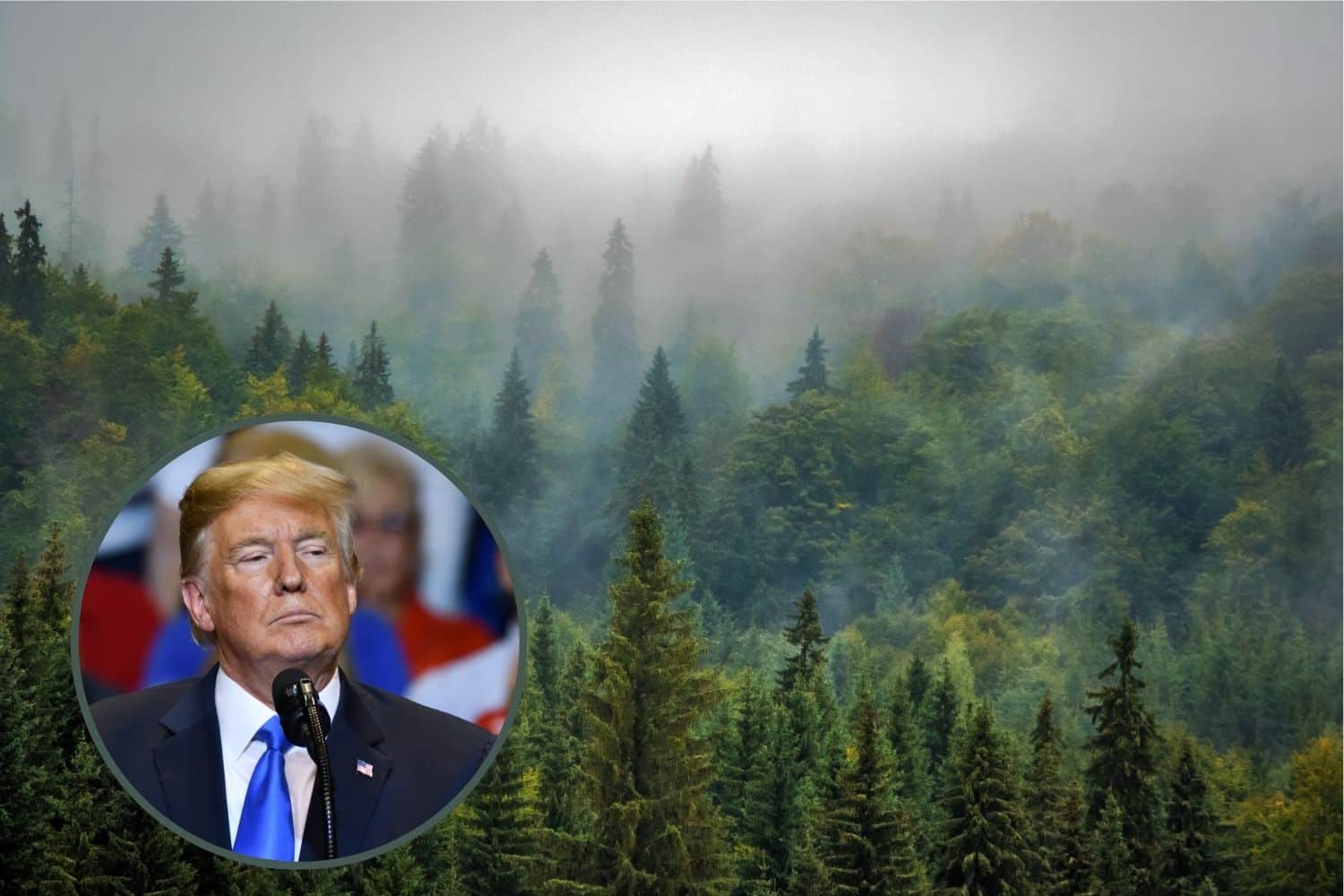 Trump ordina di disboscare metà delle foreste nazionali (e il motivo ti sconvolgerà) 1 trump foreste.jpg