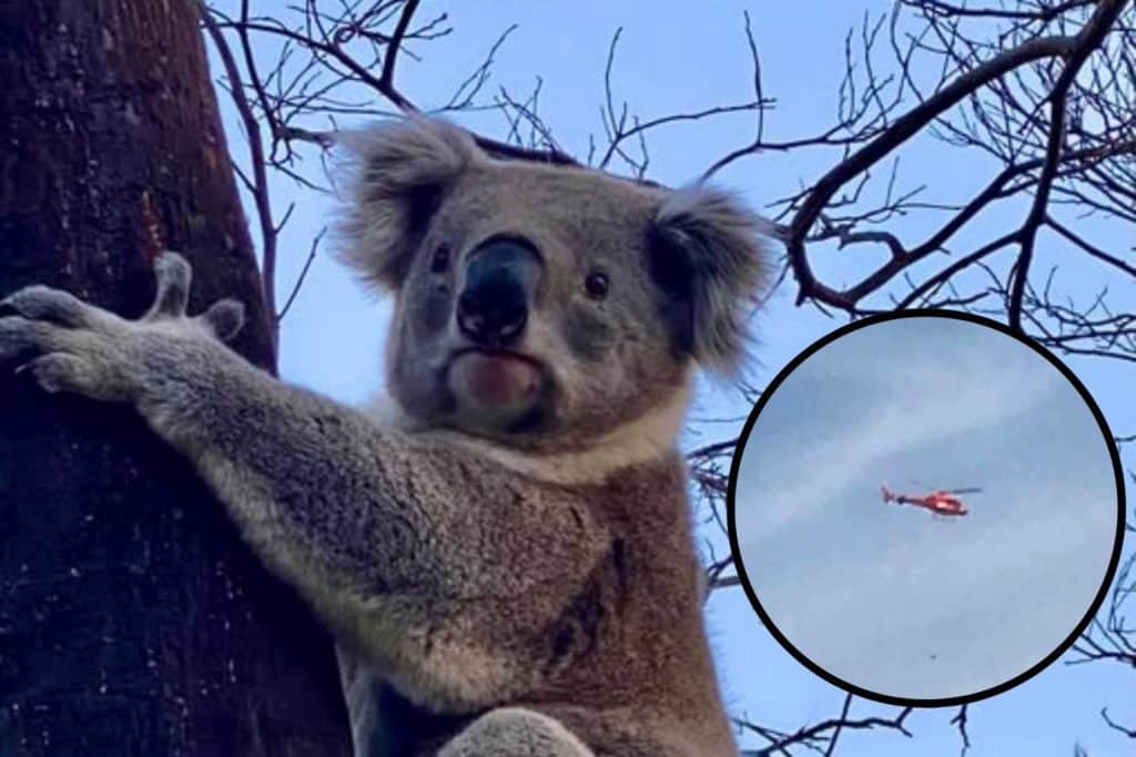 uccisione koala australia.jpg