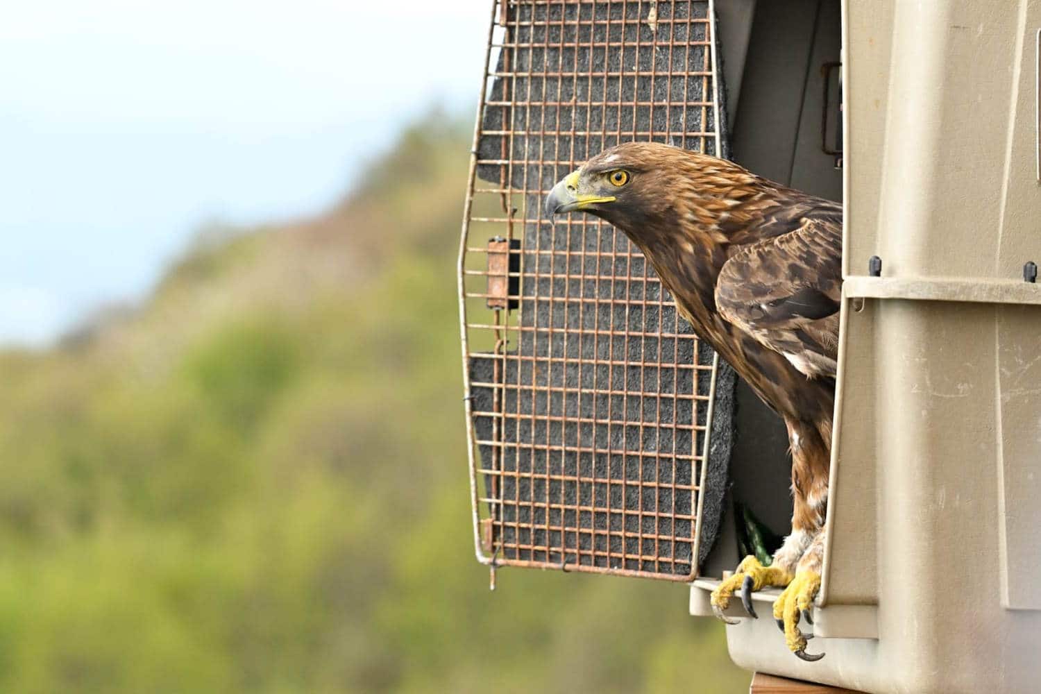 volo aquila ferita 1