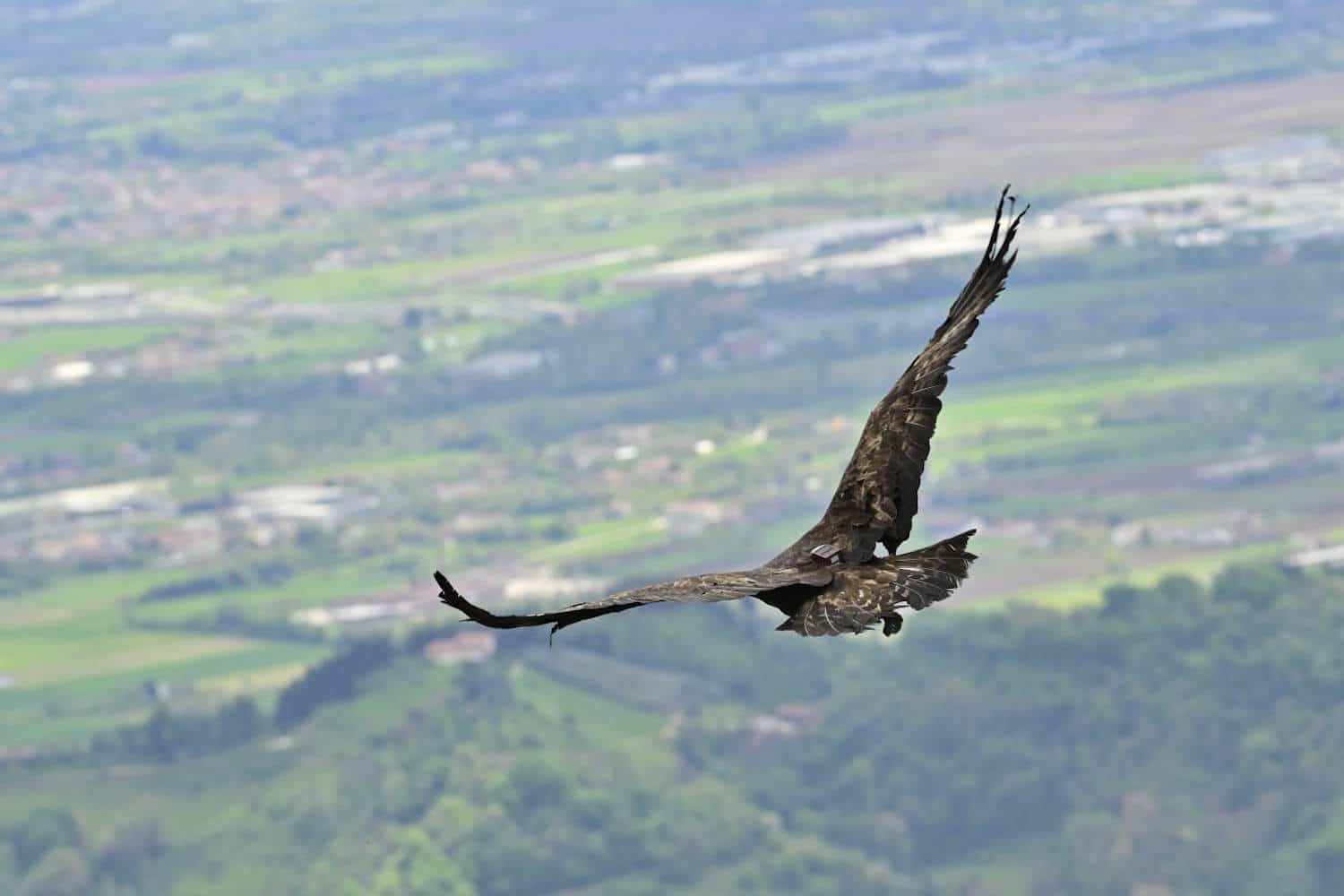 L’aquila reale ferita che spicca il volo verso la libertà è la cosa più emozionante che vedrai oggi 1 volo aquila ferita c.jpg
