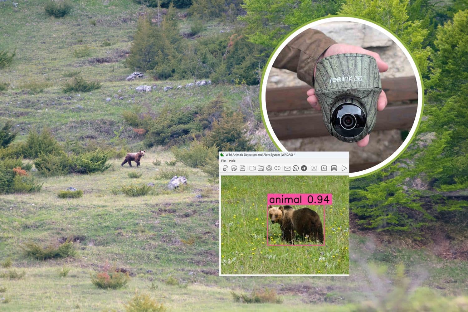 Proteggere gli orsi e la fauna selvatica in Abruzzo grazie all’IA (con un’app nata dal basso) 1 wadas cover2.jpg