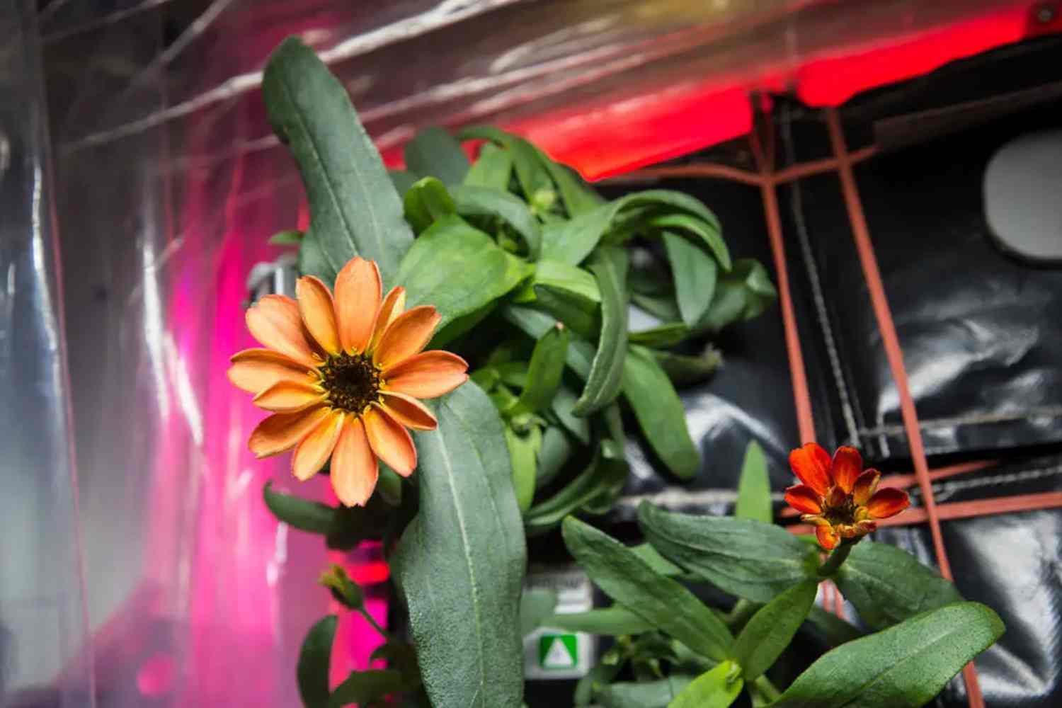 zinnia nello spazio NASA.jpg