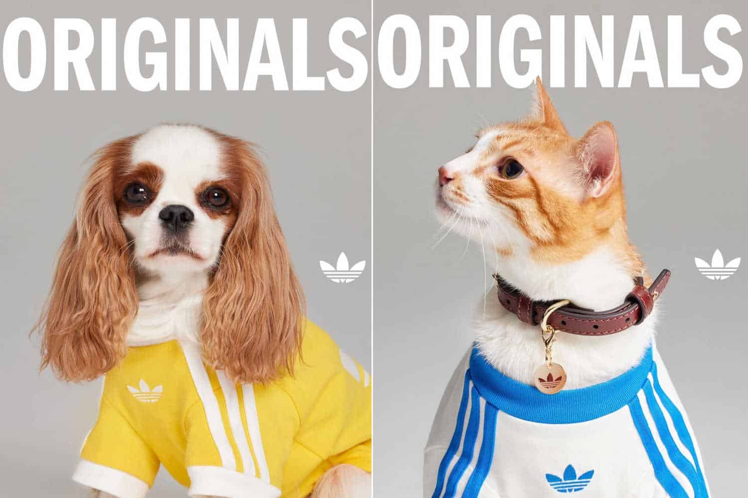 Adidas lancia la sua prima collezione per animali: ma c’era proprio bisogno di trasformarli in oggetti da passerella? 1 Adidas.jpg