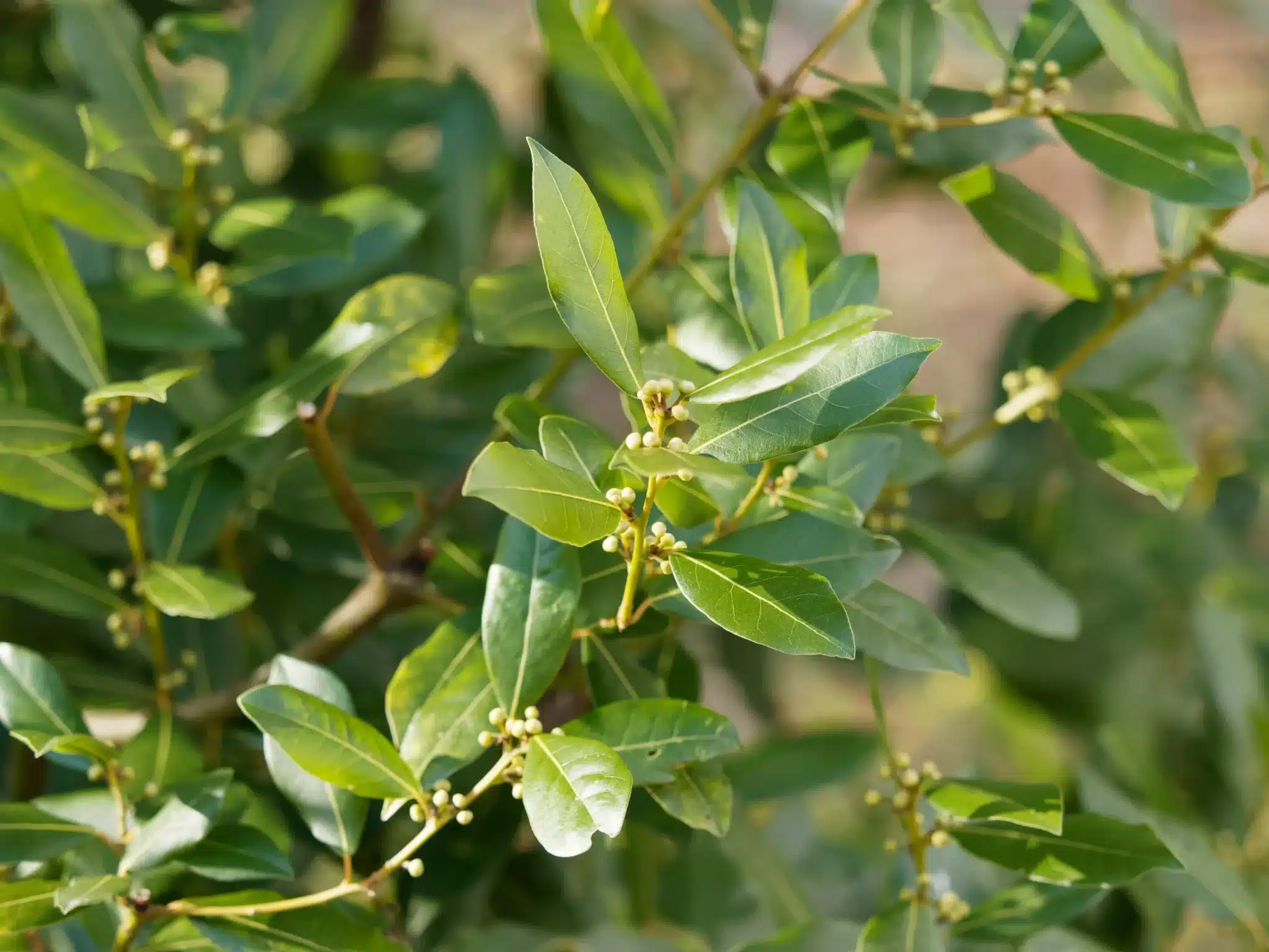 Infuso di alloro: il segreto naturale della nonna per digestione, dolori e benessere 1 AdobeStock 246222071 scaled.jpeg.webp
