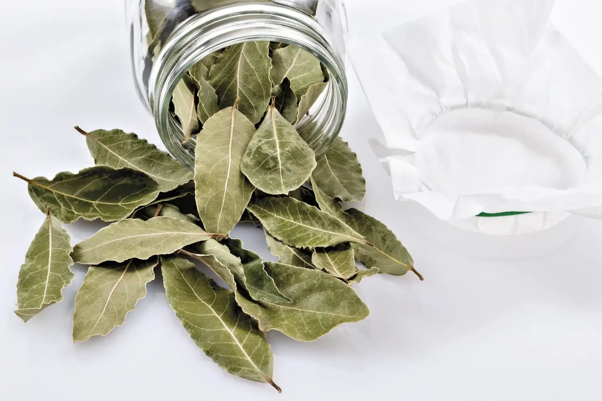 Alloro: proprietà, usi in cucina e antichi infusi 1 AdobeStock 261065626 1 scaled.jpeg.webp