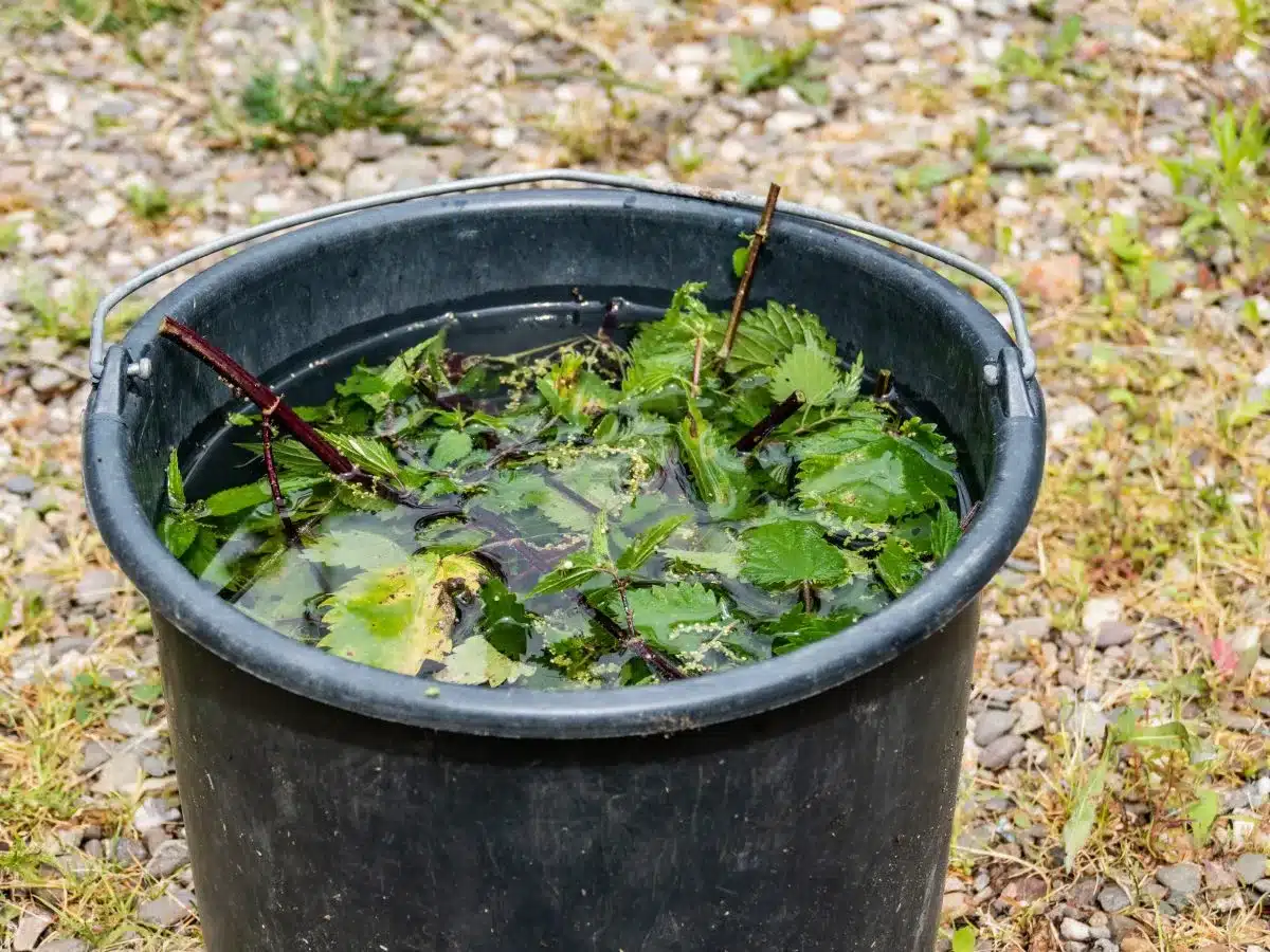 Macerato di ortica: un antico fertilizzante, tra i più potenti, è ottimo anche come antiparassitario! 1 AdobeStock 294817088 1200x900 1.jpeg.webp