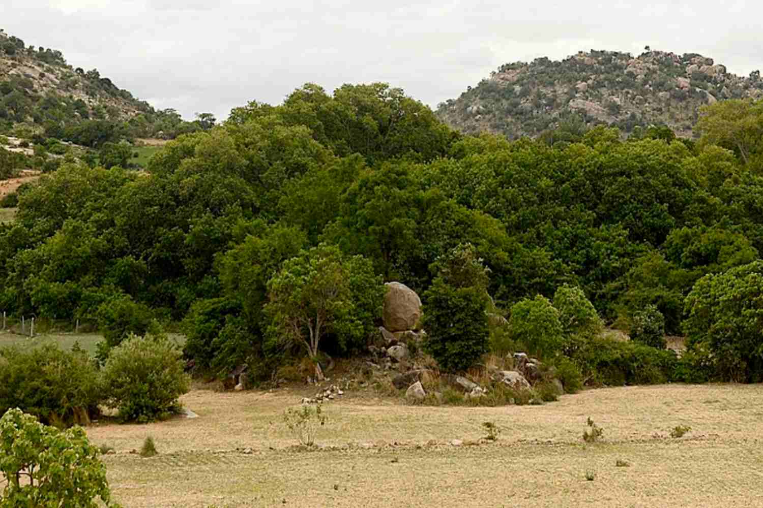 L’albero che sembra una foresta: il record del gigantesco Thimmamma Marrimanu con i suoi 19 km2 di chioma 1 Albero Guinness.jpg