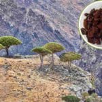 Albero del drago Socotra 1.jpg