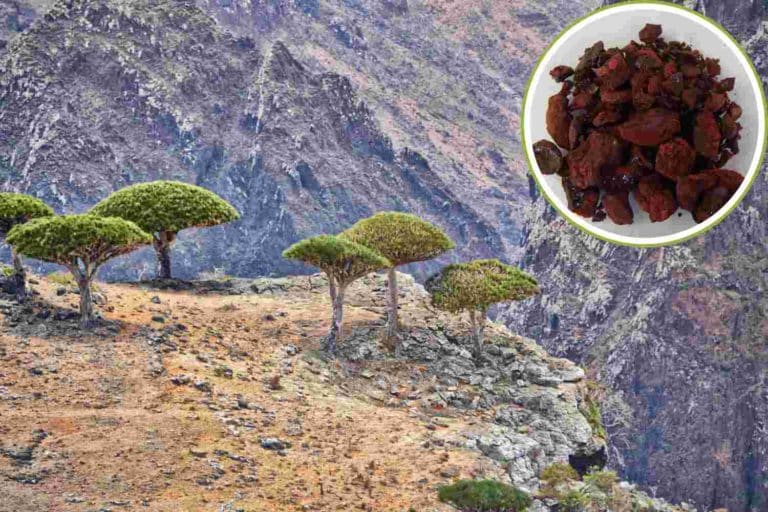 Albero del drago Socotra 1.jpg